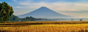 riani.wuland